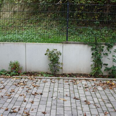 Bild vergr&ouml;&szlig;ern: Ranken an Wand