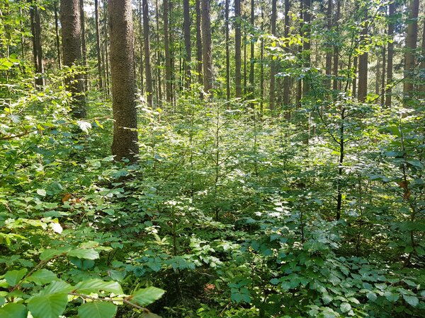 Naturverjüngung, und Pflanzung sind zwei Möglichkeiten den Wald umzugestalten. 