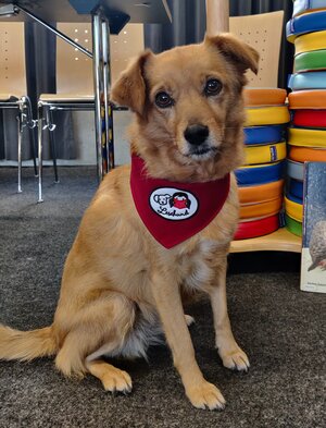 Bild vergr&ouml;&szlig;ern: Lola Lesehund